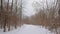 Snow covered path  throug a bare winter forest