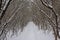 Snow covered path throug a bare winter forest