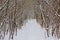 Snow covered path throug a bare winter forest