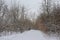 Snow covered path  throug a bare winter forest wilderness