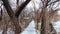 Snow Covered Path in Wichita County Texas