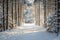 A snow-covered path winds through a serene pine forest, creating a picturesque scene of winter tranquility, A serene forest