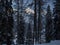 Snow-covered peaks behind trees