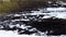 Snow Covered Pile of Branches in Forest During Winter