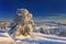 Snow-covered pine in the forest