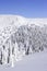 Snow covered pine forest