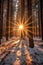 snow-covered pine forest with sunbeams filtering through