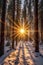 snow-covered pine forest with sunbeams filtering through