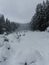 Snow covered pine saplings