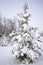 Snow covered pine tree