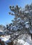 Snow-covered pine tree