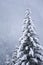 Snow covered pine tree