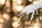 Snow covered pine tree branch during sunset