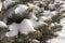 Snow-covered pine tree branches