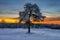 Snow covered pine tree, Cumberland Gap National Park