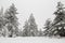 Snow covered pine tree fores