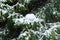 Snow-covered pine tree, standing tall amidst a winter wonderland, adorned with a thick layer of glistening snow.