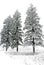 Snow covered pine trees