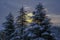 Snow-covered pine trees across dramatic sky and morning sunrise. Sunrise in winter forest. Postcard, holidays, christmas.