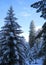 Snow covered pine trees in an early morning winter landscape