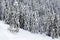 Snow covered pine trees forest
