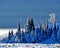 Snow Covered Pine Trees, Grand Teton National Park, Wyoming.