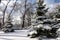 Snow covered pine trees with long shadows on pristine white snow