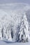 Snow covered pine trees in mountains