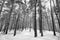 Snow covered pine trees in winter forest. Winter forest with trees