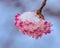 Snow covered pink fragrant viburnum blossom