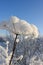 Snow covered plant