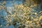 Snow-covered plants shine on the sun