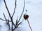 Snow covered red rosehip berries on a bush in winter. Wild rose hips Rosa acicularis. Winter berries. Nature background