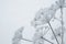 Snow-covered reeds against the blue sky