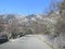 Snow covered road and blooming cherries