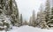 Snow covered road and forest Norway