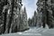 Snow covered road through large sequoia redwood trees in Sequoia National Park California