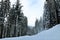 A snow covered road through large sequoia redwood trees in Sequoia National Park California