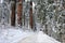 Snow covered road between large sequoia trees in Sequoia National Park California