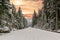 A snow covered road through a mountains pine forest