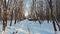 Snow covered road and pine trees in winter forest. Winter outdoor woods nature landscape at cold day. Cold day in snowy