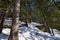 Snow Covered Rock Formations along a Pine Covered Bluff at Chapel Gorge Trail