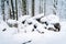 Snow covered rocks in a forest