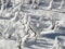 A snow-covered Rose Garden in Winter