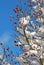 Snow covered rose hip bush