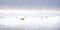 Snow covered round hay bales and a barbed wire fence on the Canadian prairies