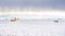 Snow covered round hay bales on the Canadian prairies