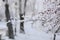 Snow-covered rowan tree