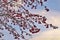 Snow covered rowan tree branches with red berries