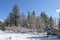 Snow Covered San Bernardino Mountain Forest